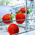 Digital Print Graphics 